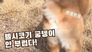 유물 속 꼬리 짧은 개, 동경이 / YTN 사이언스