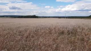 Поле рыжика 172 га. Последствия Града от 08.07.2018 Барышский район. Живайкино.