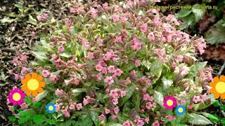 Медуница гибридная Бабл Гам. Краткий обзор, описание характеристик pulmonaria hybrid Bubble Gum