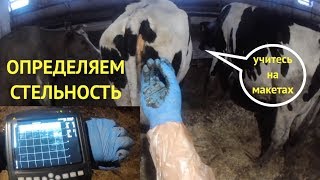ОПРЕДЕЛЯЕМ СТЕЛЬНОСТЬ У КОРОВ БЕЗ ВЕТЕРИНАРА