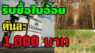ข่าวดีชาวไร่อ้อย รับซื้อใบอ้อยตันละ1,000บาท มีรางวัลนำจับคนเผาอ้อย50,000บาท