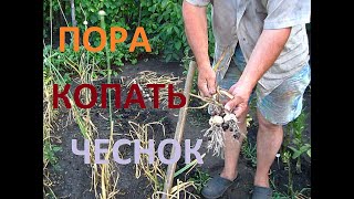ОЗИМЫЙ ЧЕСНОК ВЫКАПЫВАЕМ и сравниваем с семенами и без семян