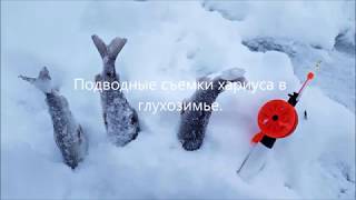 Подводные съемки хариуса в глухозимье(январь 2019).