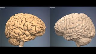 3D Анатомия человека - мозговые оболочки. 3D Anatomy human - meninges.