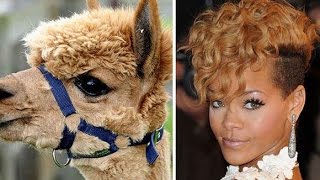 Животные, Которые Похожи На Знаменитостей