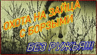 Охота на зайца с борзыми без ружья