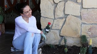 Կակտուսների Այգին - My Cactus Garden - Mayrik by Heghineh