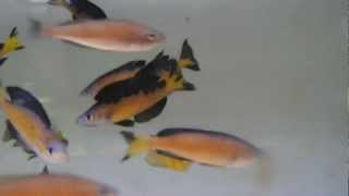 Cyprichromis microlepidotus Kassai