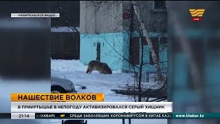 Второй случай нападения волков на скот зафиксирован в Павлодарской области