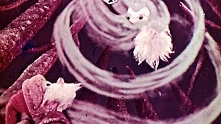█ Сказка. Мороз и его сын Морозец! (озвученный диафильм сказка и мультфильм).