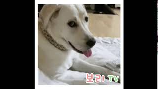보리윙크티비  (리트리버윙크)