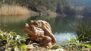 Naturdokumentation - Frösche bei der Paarung und beim Ablaichen