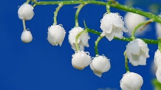 Релакс видео Ландыши HD - музыка для релакса. Relaxing video Valley HD - Music for relaxation