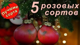 Розовые сорта томатов (Лучшие сорта томатов)