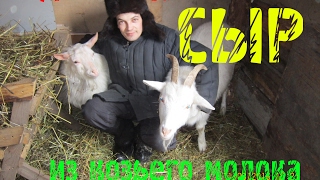 готовим домашний  сыр из козьего молока козий сыр домашний своими руками Мысли вслух 2.0