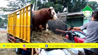 Harga Sapi Qurban 2019, WA 0857 7333 3210, Mitra Tani Farm, {{ FREE ONGKIR }}