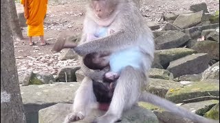 Oh! My God, why mother monkey Sasha kidnapper baby Polly to do like this?