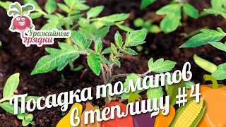 Помидоры в теплице. Посадка томатов. Эксперимент часть 4. Урожайные грядки.