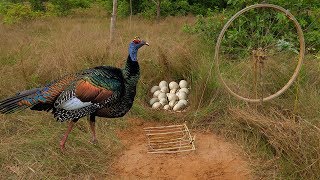 Primitive Technology: Awesome Quick Turkey Trap Using Bike Wheel Branches & Wood That Work 100%