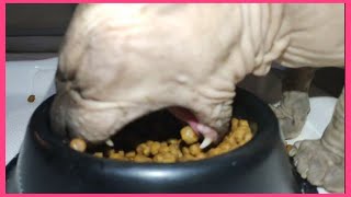 Lovely Cat Mommy CHALISA Eating ?Soo Funny | To Cute | Don Sphynx