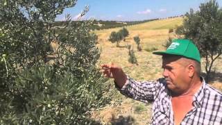 Limon Gibi Sararmış Zeytin Ağaçları Yemyeşil Oldu, Vertisilyuma  Çağre, Verticillium Solgunluğu