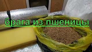 БРАГА НА ДИКИХ ДРОЖЖАХ ПШЕНИЦЫ