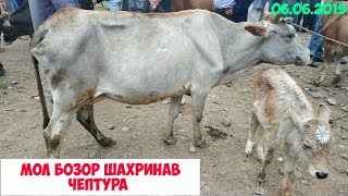 мол бозори чептура шахринав 06.06.2019 пайшанбе бозор