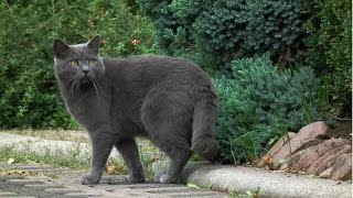 Шартрез, Уход и содержание, Породы кошек