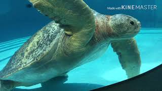 Okinawa Aquarium พิพิธภัณฑ์สัตว์น้ำชูราอุมิ