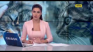 На Харківщині 19-річна дівчина жорстоко вбила власного кота