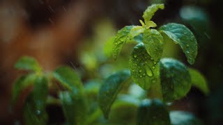 Canon 600D/T3i Test footage