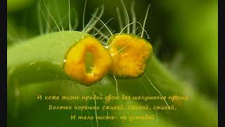 Чистотел