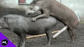 5 Weirder Animal Penises : 5 Weird Animal Facts : AnimalBytesTV