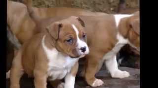 Filhotes de American Staffordshire Terrier