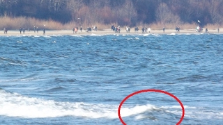 Dwugłowy potwór morski wyrzucony na brzeg! Istota przeraża...