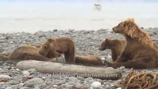 Alaska's Great Kodiak Bears   Ayakulik Adventures