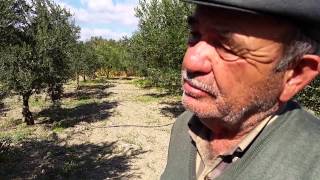 Zeytin Tarımı, Zeytin Ziraatı