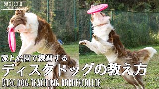 ディスクドッグの教え方！！我が家ではこうやってスタートしました！ボーダーコリー /Disc Dog teaching Border Collie