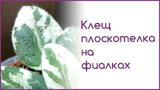 Клещ плоскотелка на фиалках