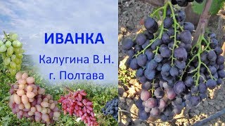 Виноград 2019  Виноград Иванка  Отзыв о винограде