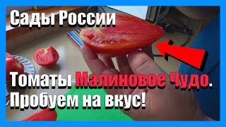 Помидоры Малиновое чудо Сады России