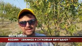 ΚΟΖΑΝΗ " ΞΕΚΙΝΗΣΕ Η ΣΥΓΚΟΜΙΔΗ ΑΜΥΓΔΑΛΟΥ "