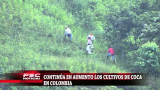 SIGUE EN AUMENTO EL CULTIVO DE COCA EN EL PAÍS