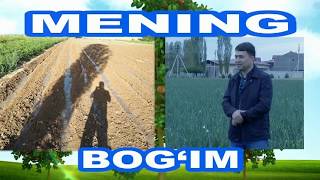 “АВГУСТ” ПИЁЗ етиштириш агротехникаси (СЕВОК, кўчат экиш схемалари ва.б) хақида маълумотлар