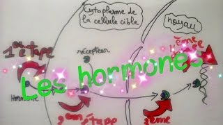 Le système endocrinien: Les hormones