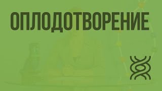 Оплодотворение. Видеоурок по биологии 10 класс