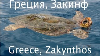 Греция, Закинф (часть 1). Бухта Навайо, голубые пещеры, черепахи каретта-каретта, Тциливи, Лаганас.