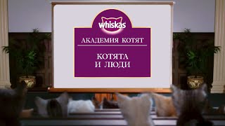 Как ухаживать за котенком: как правильно заботиться о маленьком котенке. Академия Котят.