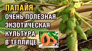 ПАПАЙЯ - ОЧЕНЬ ПОЛЕЗНАЯ ЭКЗОТИЧЕСКАЯ КУЛЬТУРА В ТЕПЛИЦЕ (07-10-2019)