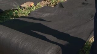 Эксперимент по борьбе с борщевиком ставят в Вологде